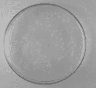 K-12 MG1655 chemically E.coli Express Competent Cells